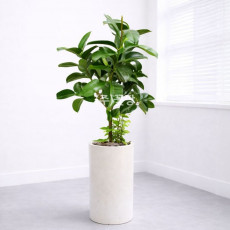 가지고무나무(A)