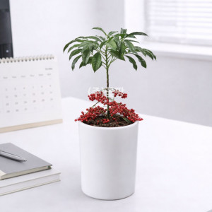 만냥금 흰색원형