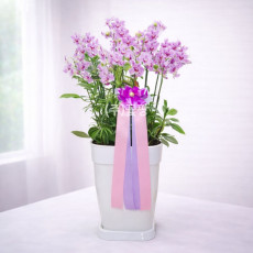 미니호접(핑크)